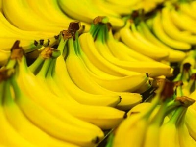 jual bibit tanaman pisang