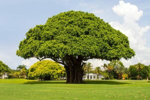 Jual Pohon Beringin untuk Tanaman Hias yang Eksotis