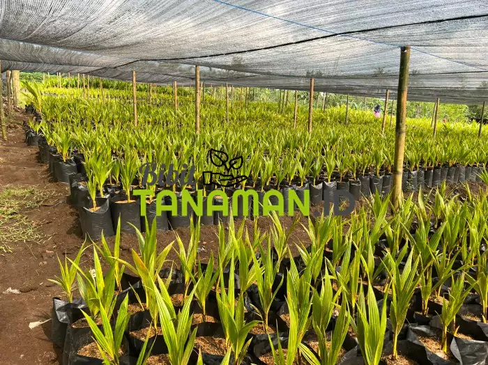 Jual Bibit Kelapa Harga Murah