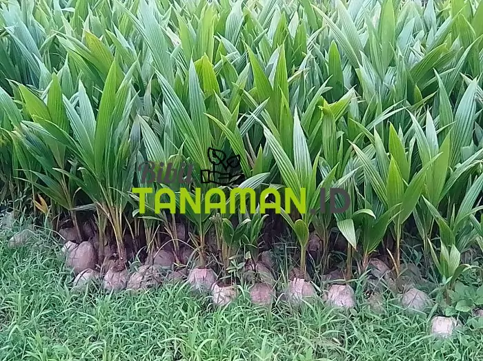 Jual Bibit Kelapa Kualitas Berkualitas Bergaransi