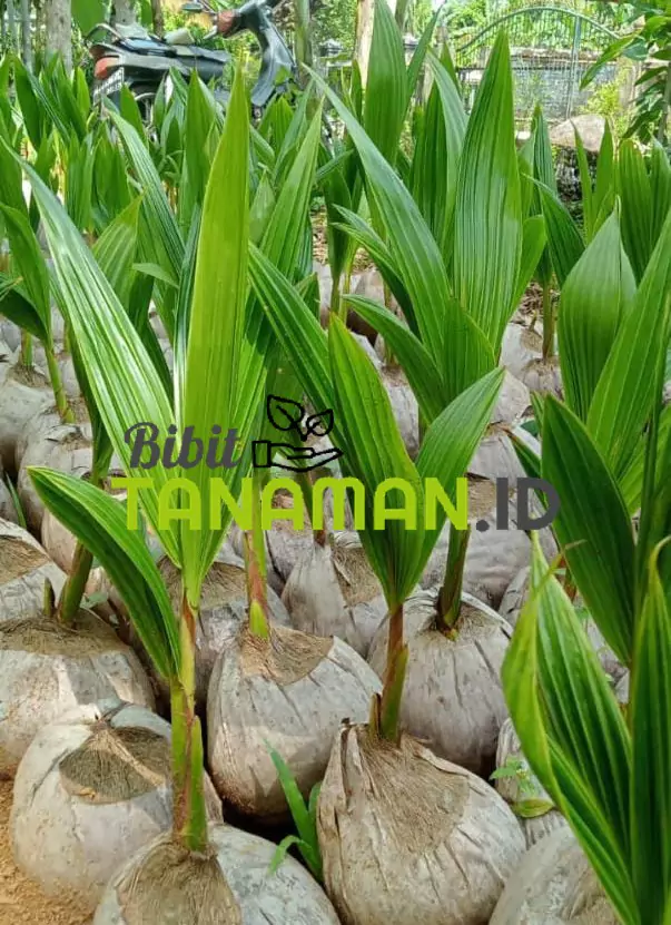 Jual Bibit Kelapa Kualitas Unggul