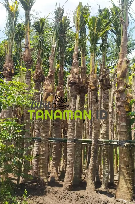 Jual Pohon Kelapa Besar