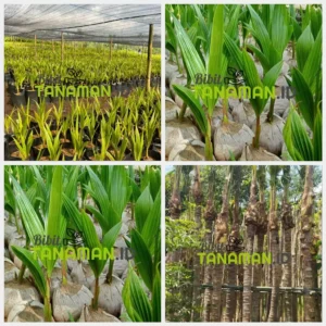 Jual Bibit Kelapa Kualitas Unggul