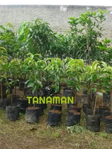 Jual Bibit Mangga Berkualitas berbagai Jenis