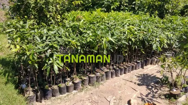 Jual Bibit Mangga Berkualitas