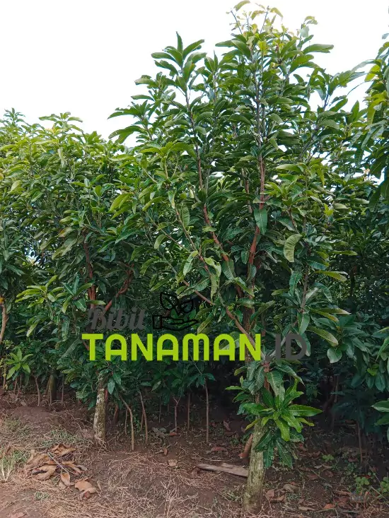 Jual Bibit Mangga Besar