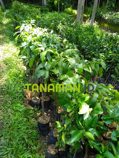 Jual Bibit Mangga Grosir dan Ecer