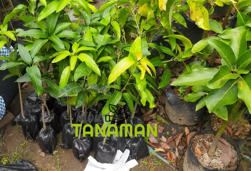 Jual Bibit Mangga Unggul