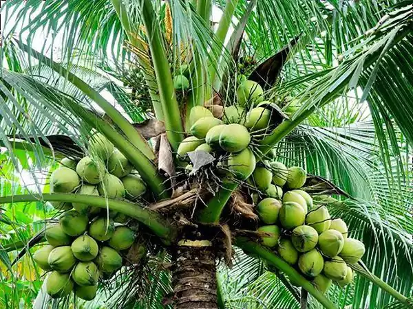 Cara Menanam Pohon Kelapa dari Bibit