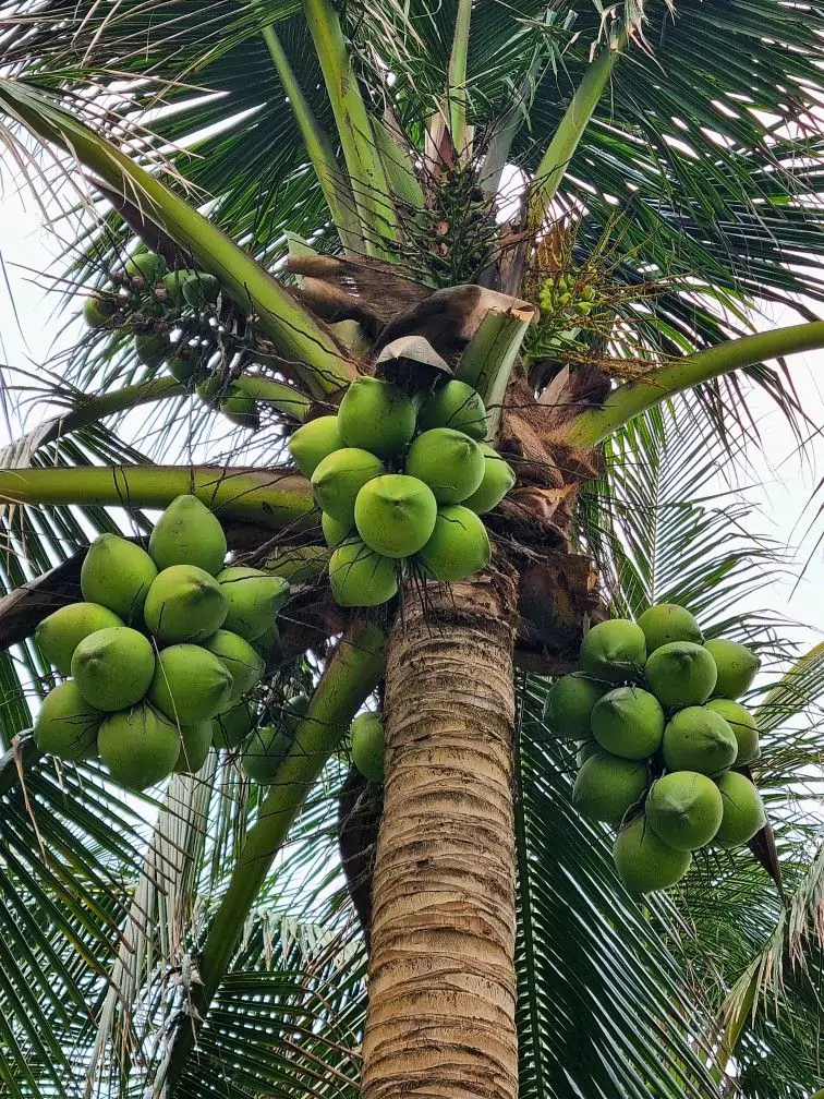 Ciri-Ciri Pohon Kelapa