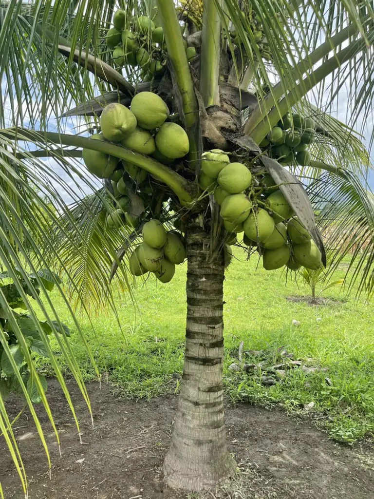Jenis-Jenis Pohon Kelapa