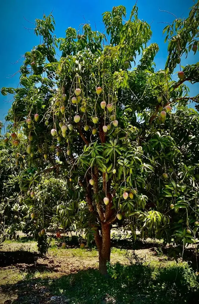 Klasifikasi Pohon Mangga