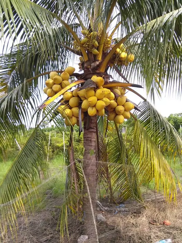 Manfaat Pohon Kelapa