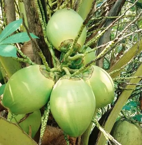 Peluang Usaha dari Pohon Kelapa