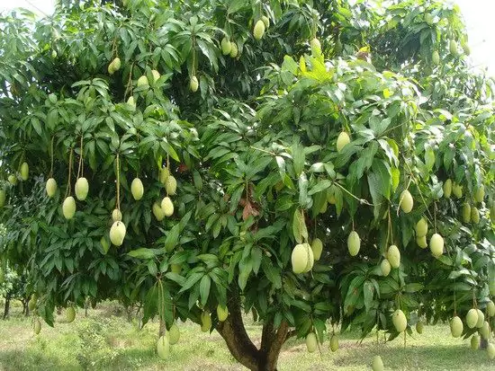 Pohon Mangga Jenis, Manfaat, dan Cara Perawatan Lengkap