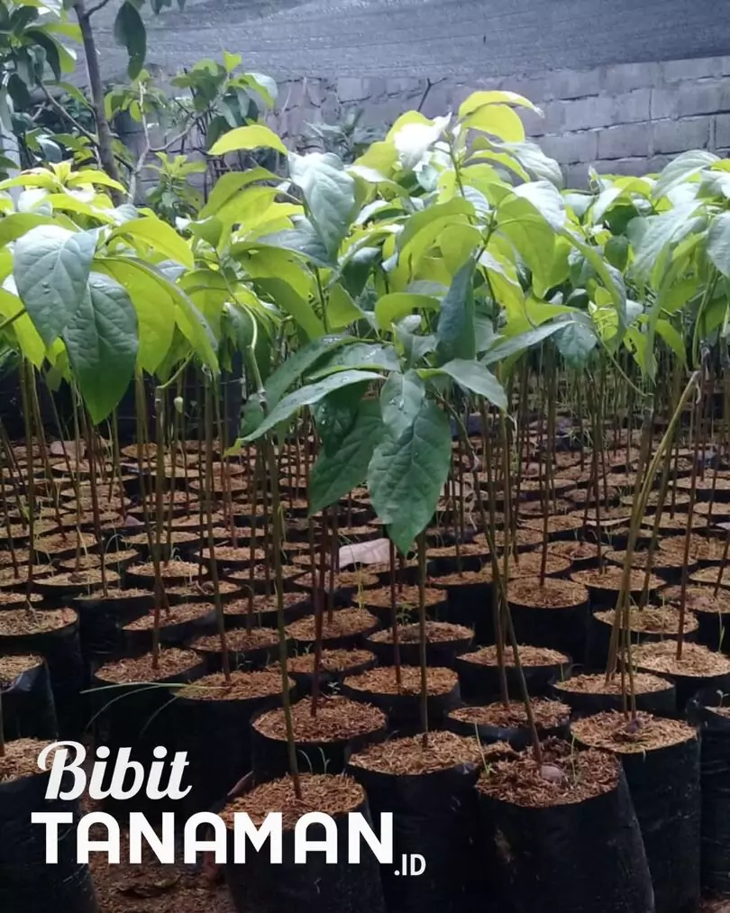 Jual Bibit Alpukat Berbagai Jenis