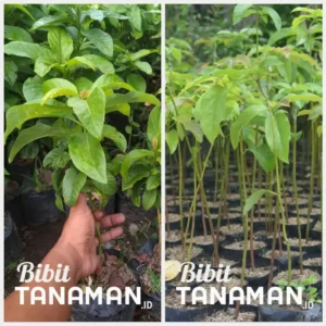 Jual Bibit Alpukat Cepat Berbuah Investasi Menguntungkan untuk Masa Depan