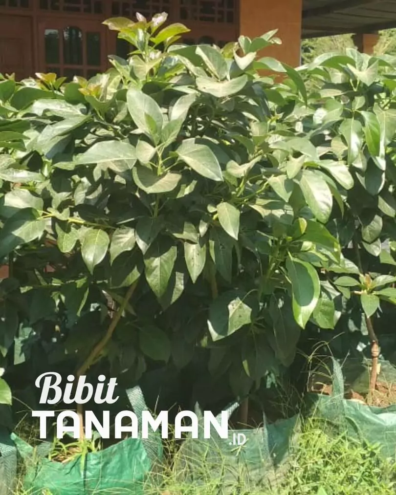 Jual Bibit Alpukat Mulai dari Tinggi 50 cm Hingga 3 Meter Up