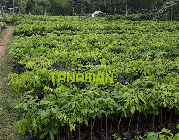 Jual Bibit Kelengkeng Berbagai Jenis