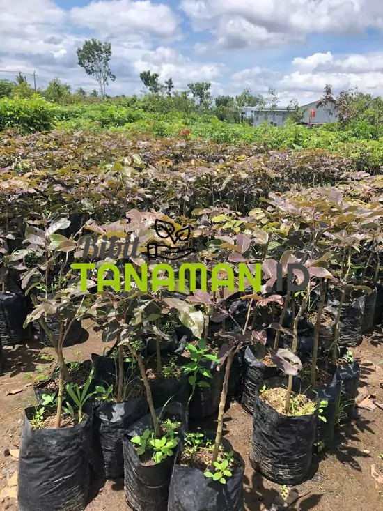 Jual Bibit Kelengkeng Bibittanaman.id
