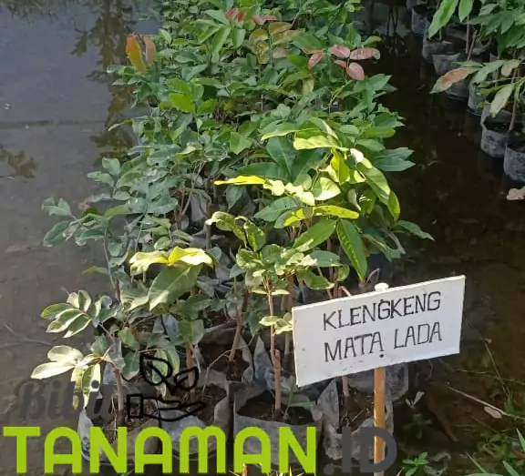 Jual Bibit Kelengkeng Harga murah