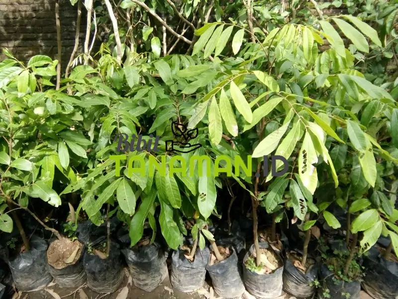 Jual Bibit Kelengkeng Kecil 50 cm hingga besar 3 meter