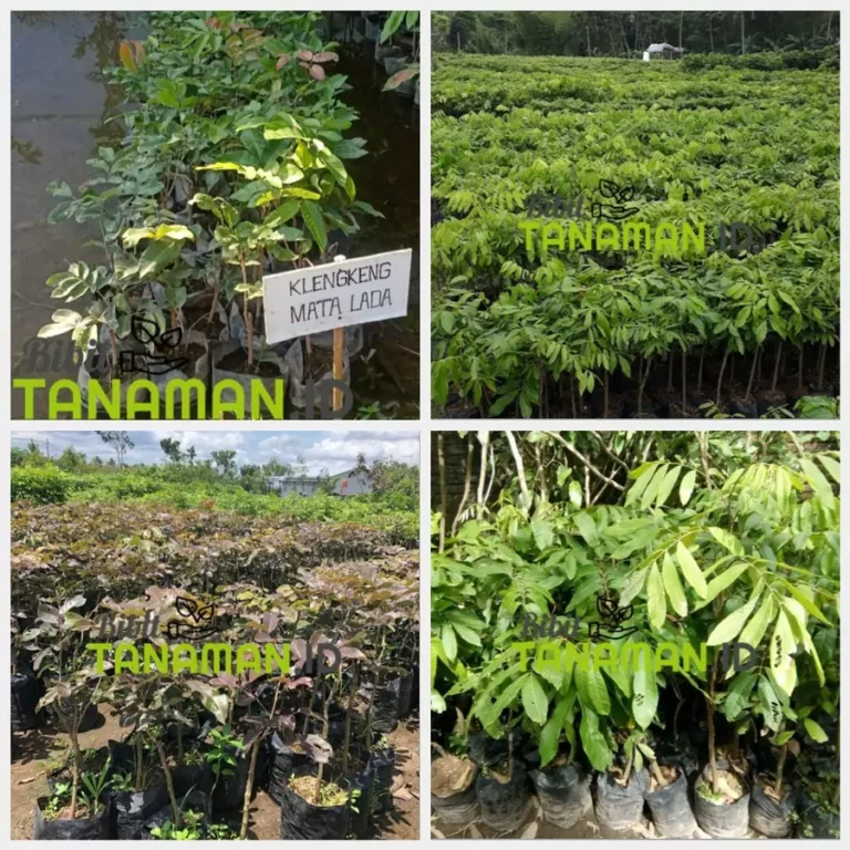 Jual Bibit Kelengkeng Terlengkap Pesan Sekarang, Panen Buah Lebat!