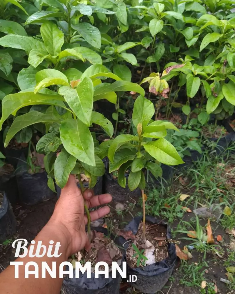 Keunggulan Membeli Bibit Alpukat di Bibittanaman.id