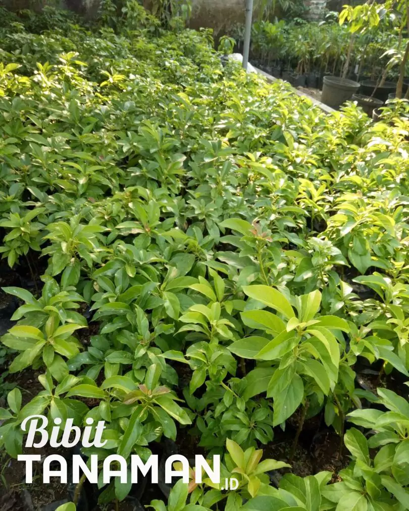Supplier Bibit Alpukat
