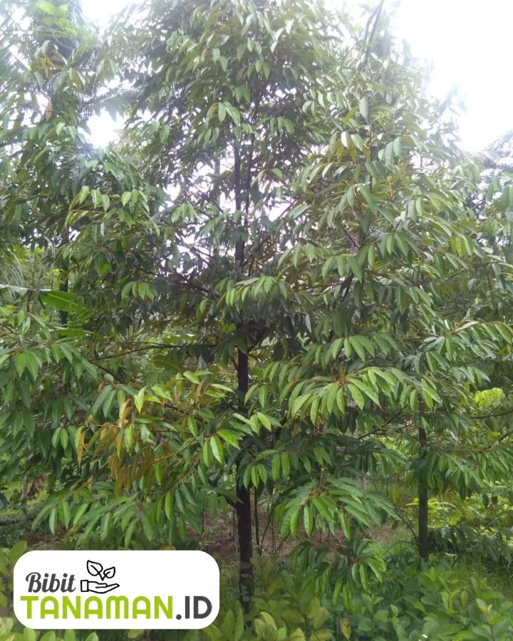 Harga Bibit Durian Terbaru dan Terjangkau