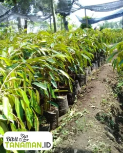 Jual Bibit Durian Unggul Cepat Berbuah Harga Terbaru