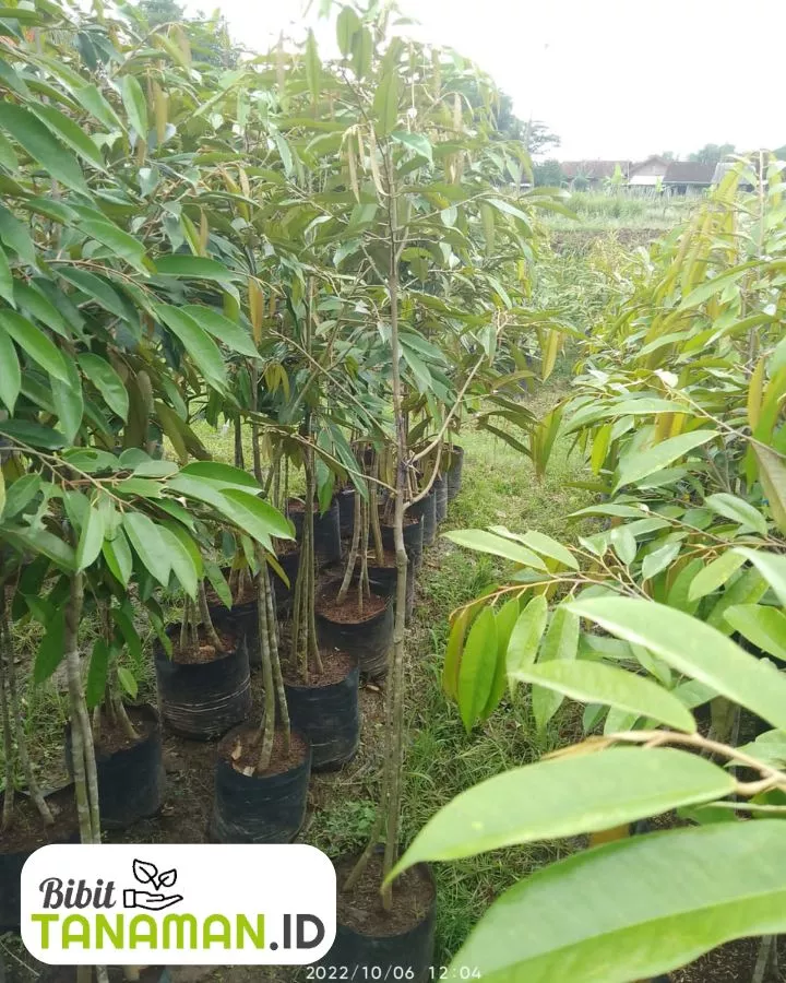 Jual Bibit Durian Unggul untuk Hasil Panen Maksimal