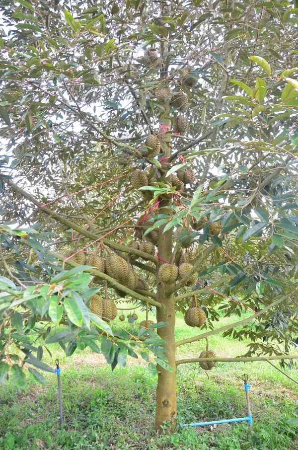 Keuntungan Menanam Pohon Durian sebagai Investasi