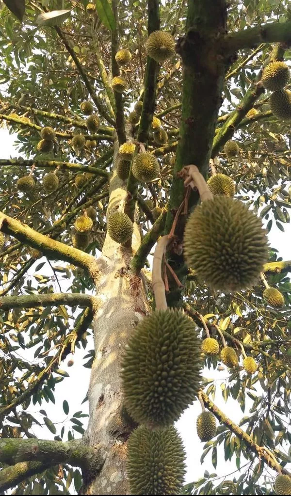 Mengenal Pohon Durian Secara Umum