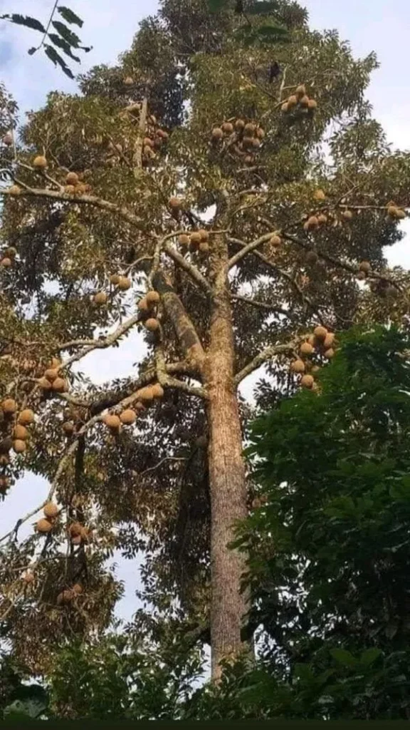Pohon Durian Panduan Lengkap Cara Menanam, Merawat, dan Memilih Bibit Unggul agar Cepat Berbuah