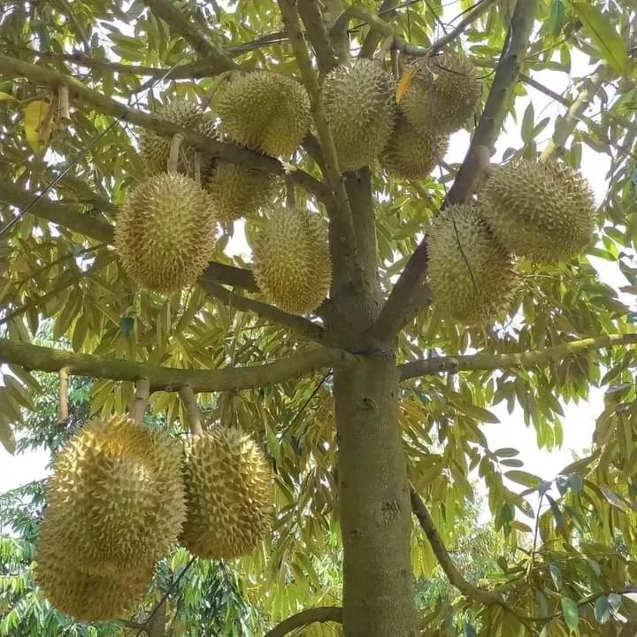 Siap Menanam Pohon Durian Berkualitas Konsultasikan Sekarang!