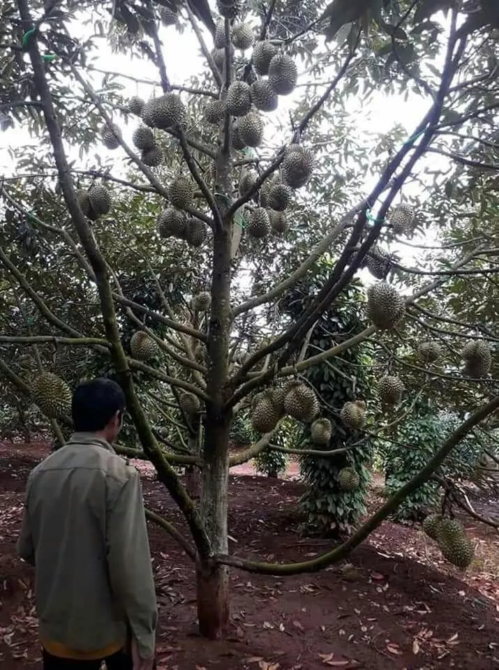 Tips Memilih Supplier Bibit Pohon Durian Terpercaya