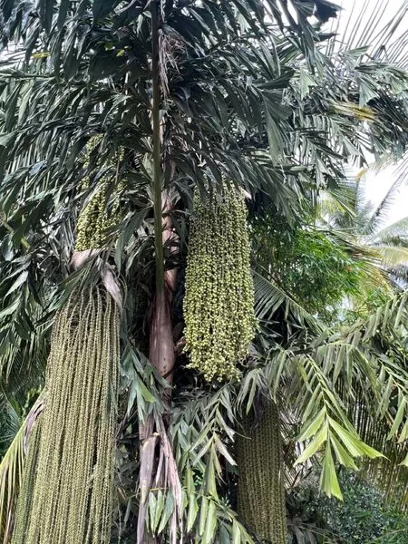 Cara Budidaya Pohon Aren yang Benar untuk Pemula