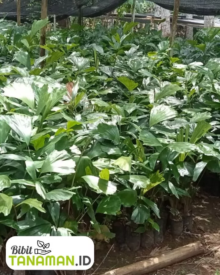 Jual Bibit Aren Siap Tanam Harga Terbaik Cocok untuk Perkebunan dan Proyek Penghijauan