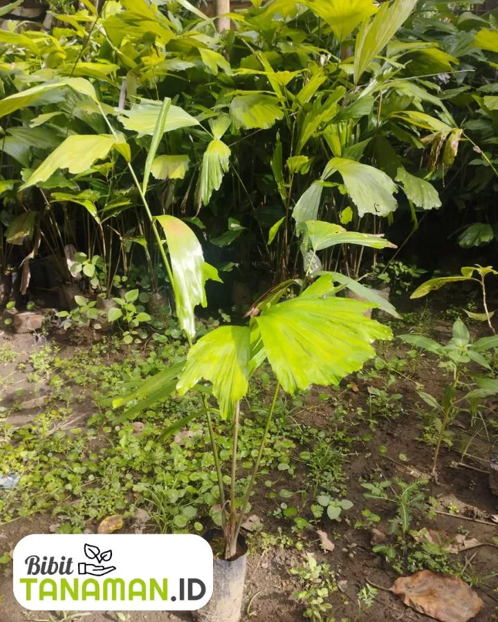 Jual Bibit Aren untuk Kebutuhan Kebun dan Proyek