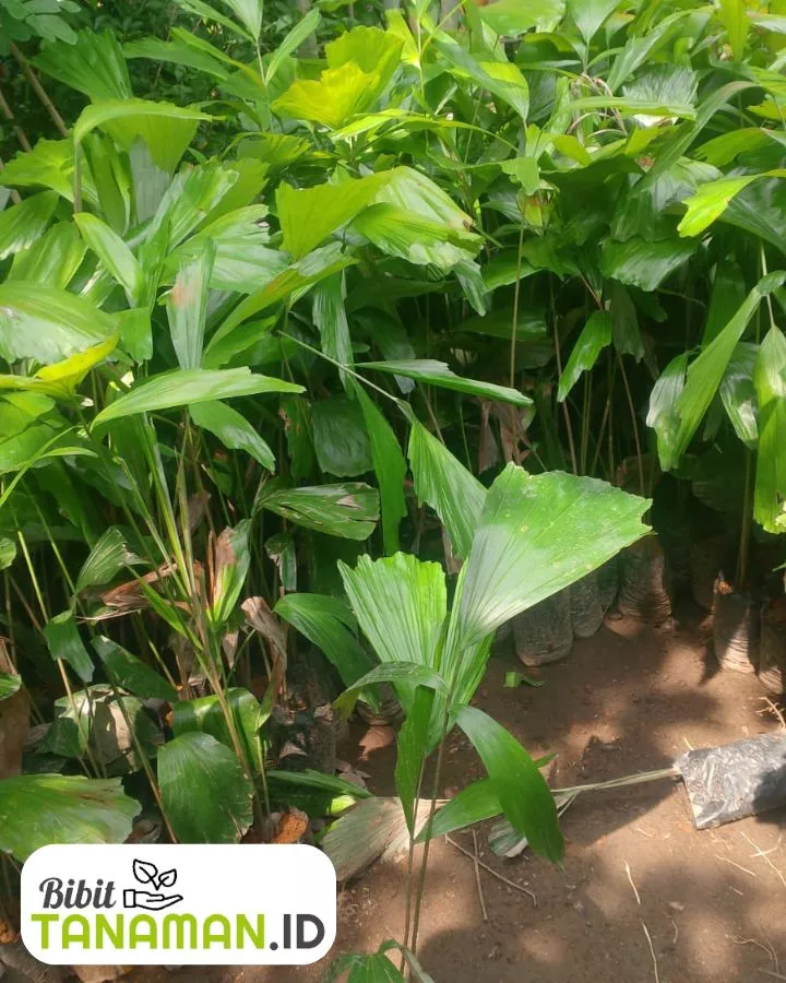 Jual Bibit Aren untuk Perkebunan
