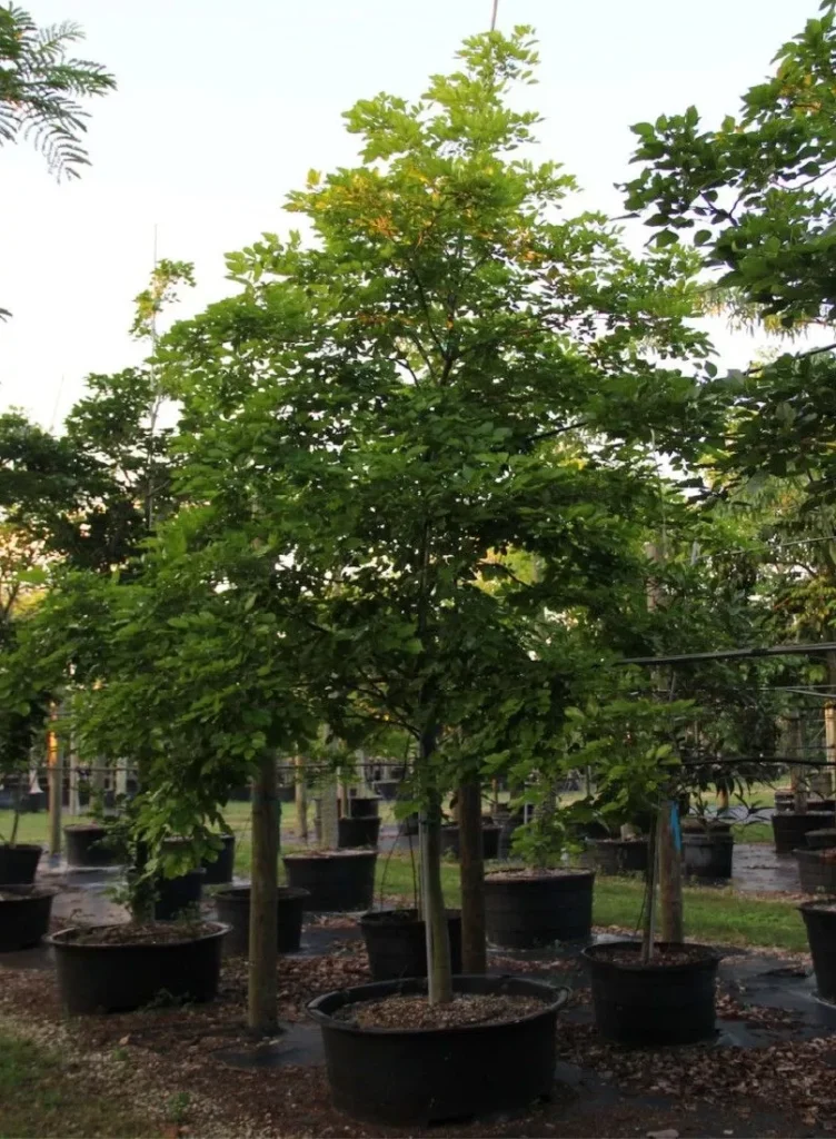 Jual Bibit Matoa Bibit Hingga Besar