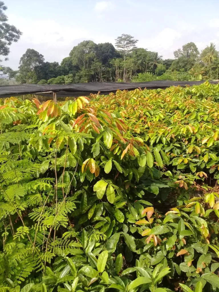 Jual Bibit Matoa Harga Murah Berkualitas