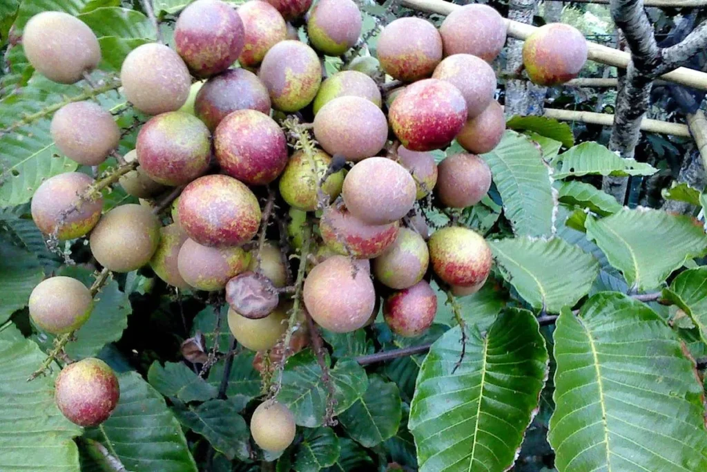 Jual Bibit Matoa Siap Tanam Harga Grosir