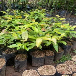 Jual Bibit Matoa Siap Tanam Harga Grosir Supplier Terpercaya