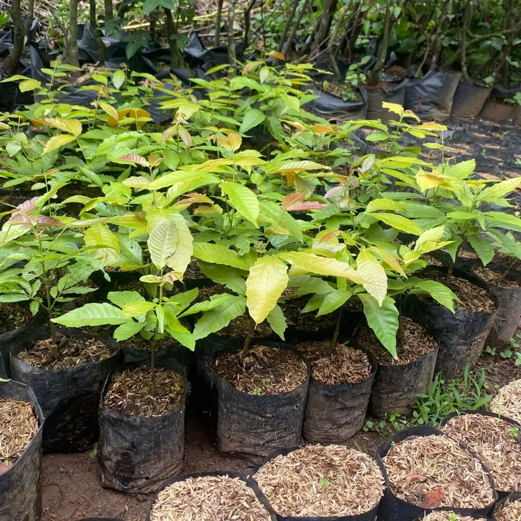 Jual Bibit Matoa Siap Tanam Harga Grosir Supplier Terpercaya