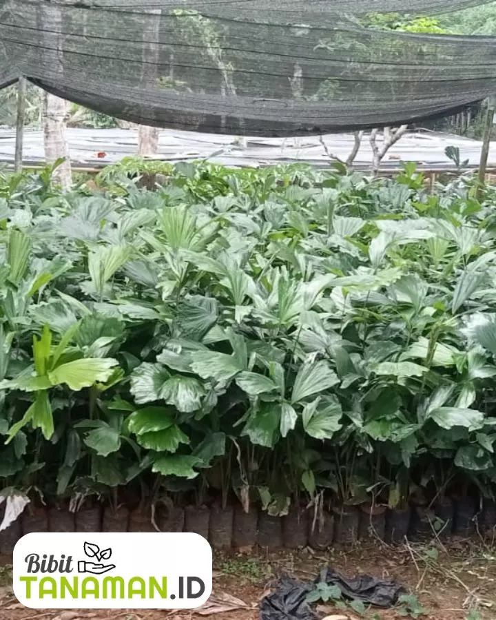 Keunggulan Membeli Bibit Aren di Bibittanaman.id