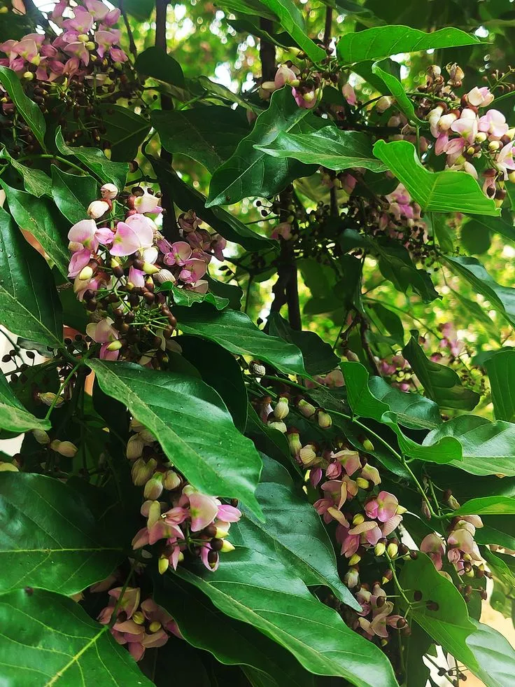 Keunggulan dan Potensi Ekonomis Pohon Matoa