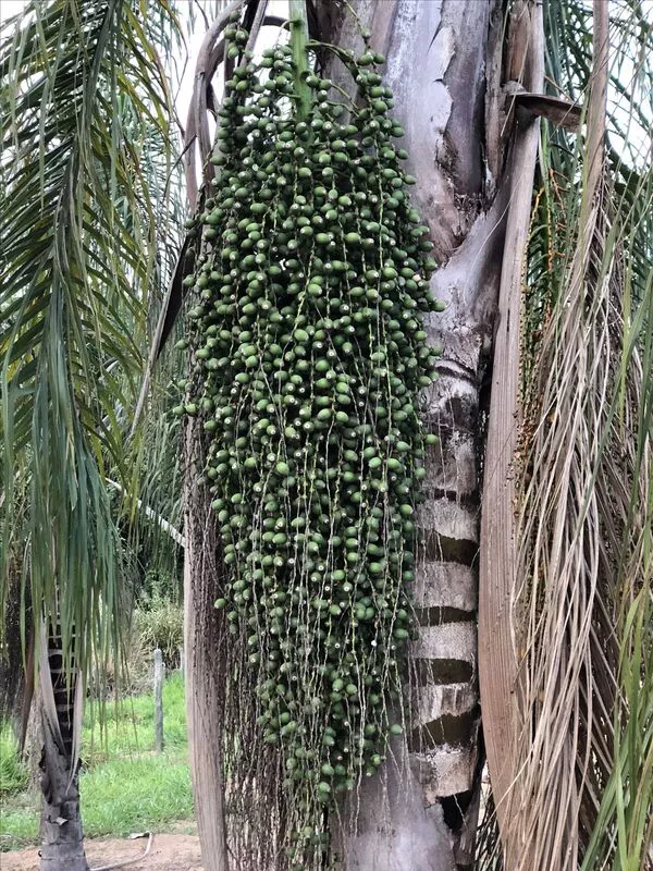 Manfaat Pohon Aren yang Bernilai Ekonomi Tinggi