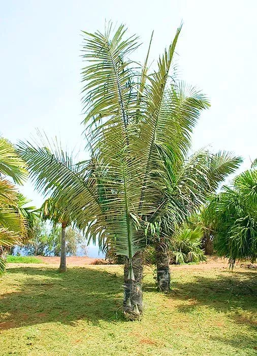 Peluang Bisnis Pohon Aren yang Menjanjikan
